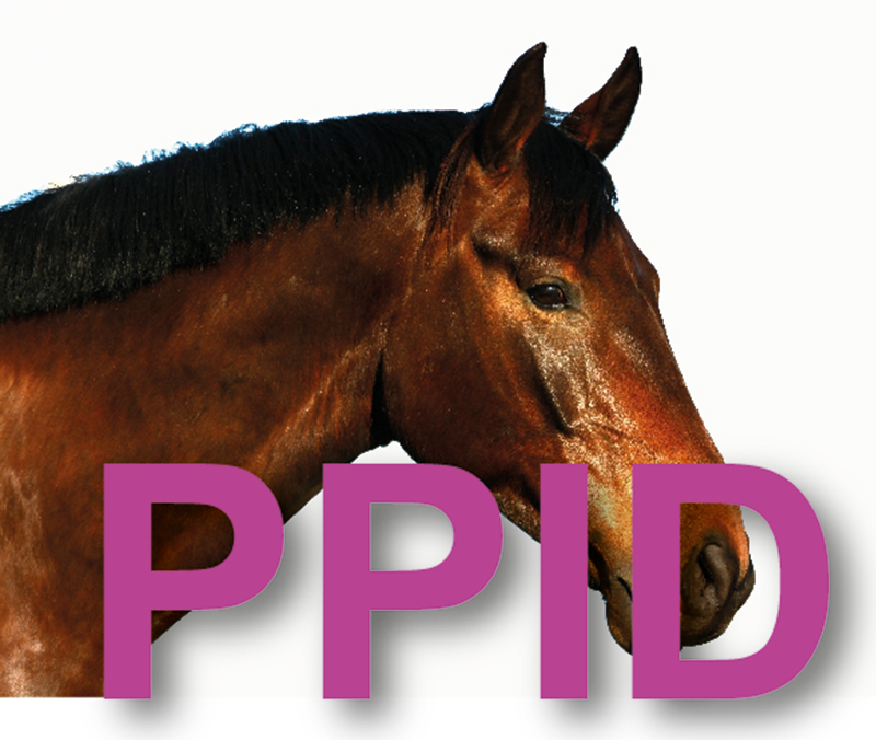 PPID Dierenartspraktijk en Dierenkliniek Zuidplas