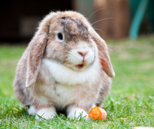 Konijnen bij de dierenarts - en Zuidplas